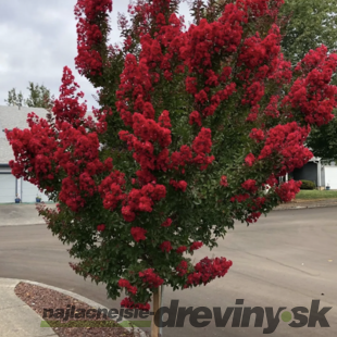 Myrta krepová červená 20/40 cm, v črepníku Lagerstroemia indica