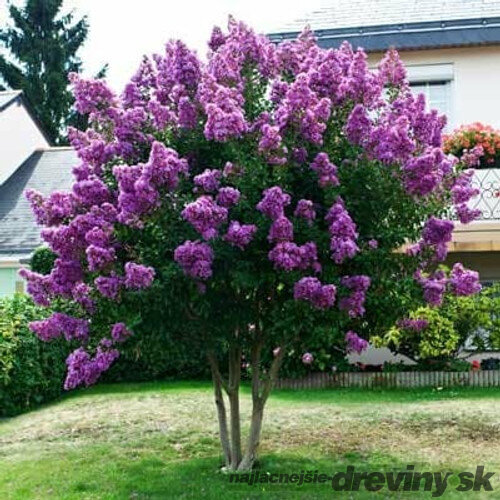 Myrta krepová fialová 20/40 cm, v črepníku Lagerstroemia indica