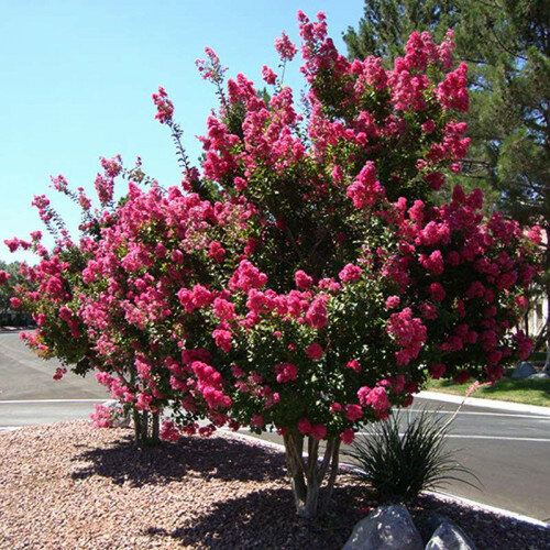 Myrta krepová ružová 20/40 cm, v črepníku Lagerstroemia indica