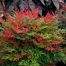 Nandina