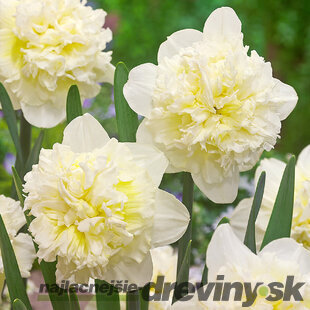 Narcis Ice King, výška 15/+ cm, v črepníku 3l NARCISSUS ICE KING