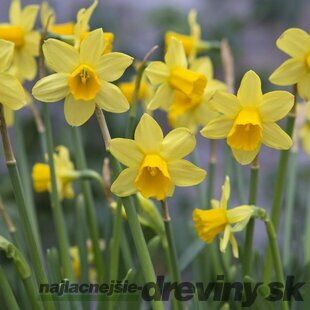 Narcis TÊTE-Á-TÊTE, 5 ks v balení NARCISSUS TÊTE-Á-TÊTE