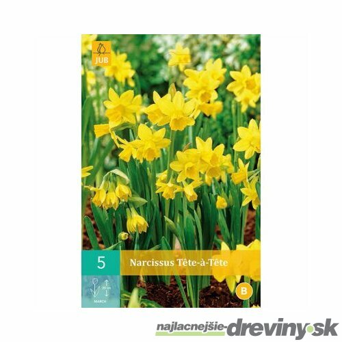 Narcis TÊTE-Á-TÊTE, 5 ks v balení NARCISSUS TÊTE-Á-TÊTE