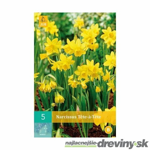 Narcis TÊTE-Á-TÊTE, 5 ks v balení NARCISSUS TÊTE-Á-TÊTE