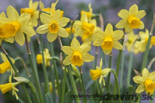 Narcis TÊTE-Á-TÊTE, 5 ks v balení NARCISSUS TÊTE-Á-TÊTE