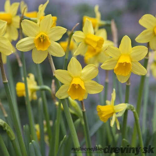 Narcis TÊTE-Á-TÊTE, 5 ks v balení NARCISSUS TÊTE-Á-TÊTE