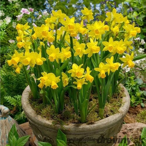 Narcis TÊTE-Á-TÊTE, v črepníku 3l NARCISSUS TÊTE-Á-TÊTE