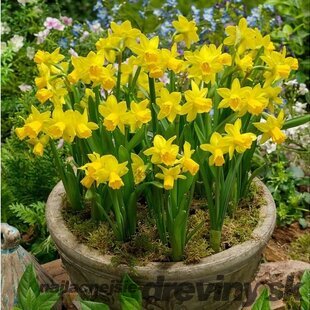 Narcis TÊTE-Á-TÊTE, v črepníku 3l NARCISSUS TÊTE-Á-TÊTE