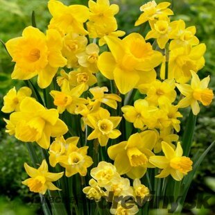 Narcis žltý, balenie 3 ks NARCISSUS YELLOW