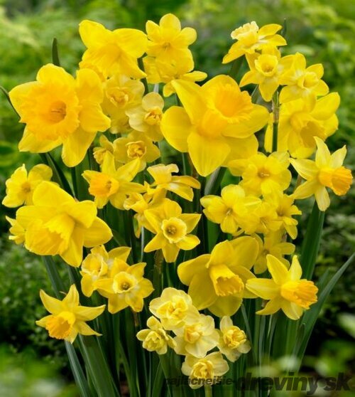 Narcis žltý, balenie 3 ks NARCISSUS YELLOW