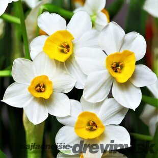 Narcis žltý, v črepníku 3l NARCISSUS YELLOW