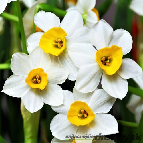 Narcis žltý, v črepníku 3l NARCISSUS YELLOW