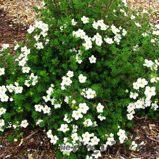 Nátržník krovitý Abbotswood, výška 20/40 cm, v črepníku Potentilla fruticosa Abbotswood