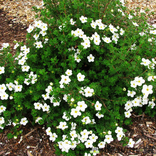 Nátržník krovitý Abbotswood, výška 20/40 cm, v črepníku Potentilla fruticosa Abbotswood