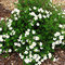 Nátržník krovitý Abbotswood, výška 20/+ cm, v črepníku Potentilla fruticosa Abbotswood