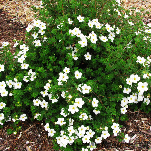 Nátržník krovitý Abbotswood, výška 20/+ cm, v črepníku Potentilla fruticosa Abbotswood