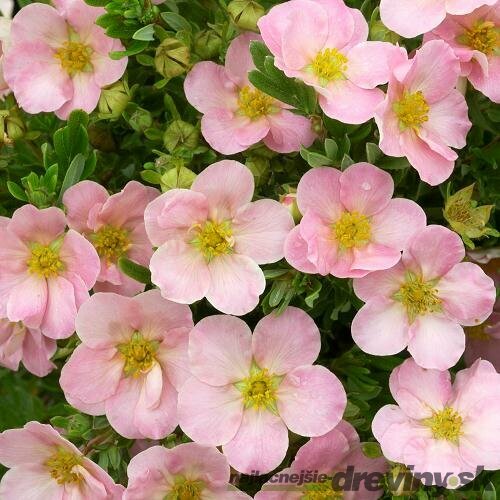 Nátržník krovitý Lovely Pink 25/35 cm, v črepníku 2l Potentilla fruticosa Lovely Pink