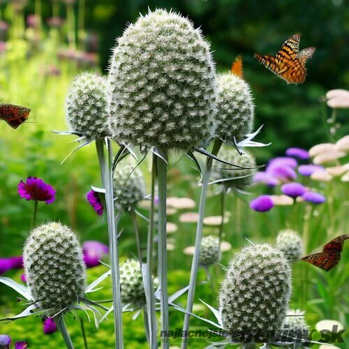 Okrasný bodliak Yuccifolium - kotúč, v črepníku P9 Eryngium yuccifolium