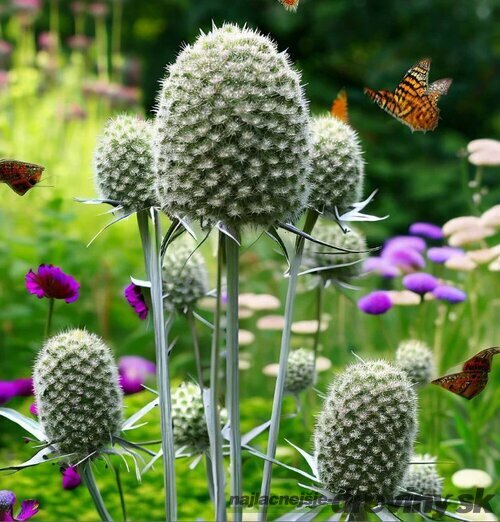 Okrasný bodliak Yuccifolium - kotúč, v črepníku P9 Eryngium yuccifolium