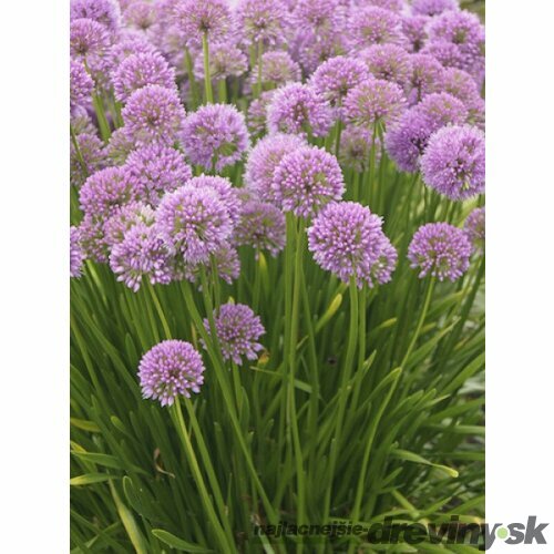 Okrasný cesnak Millennium, výška 30/40 cm, v črepníku Allium Millennium