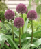 Okrasný cesnak Purple Sensation 25/30 cm, v črepníku Allium