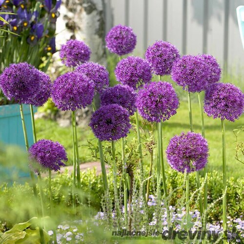 Okrasný cesnak - Purple Sensation, v črepníku 1l Allium Purple Sensation