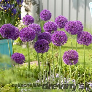 Okrasný cesnak - Purple Sensation, v črepníku 1l Allium Purple Sensation