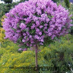 Orgován ‘Bloomerang Dark Purple‘ - kvitne 2 x v roku, na kmienku 100 cm,celková výška 130/150, v črepníiku 7.5 l Syringa ‘Bloomerang Dark Purple‘