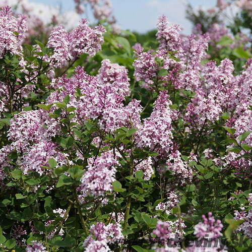 Orgován Josée, výška 20/40 cm, v črepniku 3l Syringa Josée