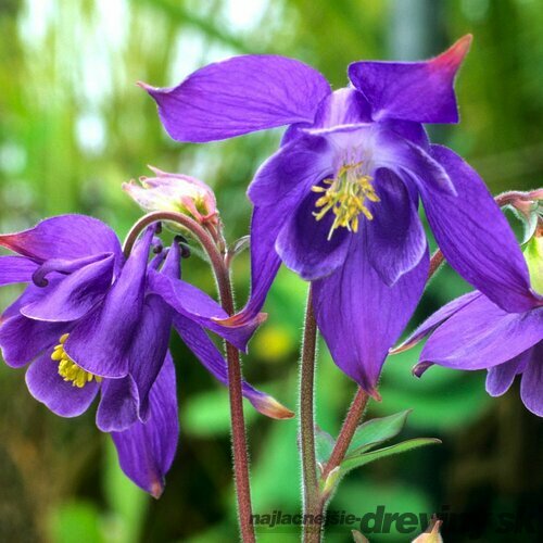 Orlíček alpínsky, v črepníku P9, 10/15 cm Aquilegia alpina