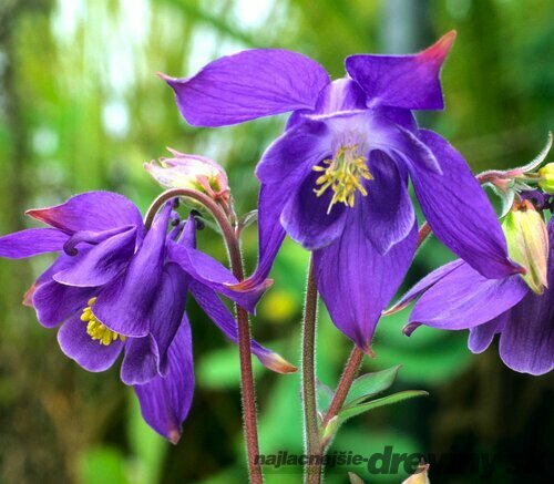 Orlíček alpínsky, v črepníku P9, 10/15 cm Aquilegia alpina