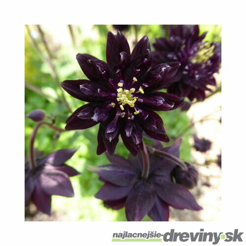 Orlíček Black Barlow, v črepníku P9 Aquilegia