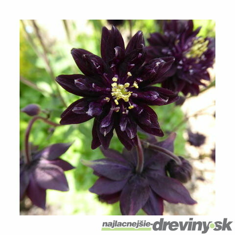 Orlíček Black Barlow, v črepníku P9 Aquilegia