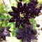 Orlíček Black Barlow, v črepníku P9 Aquilegia