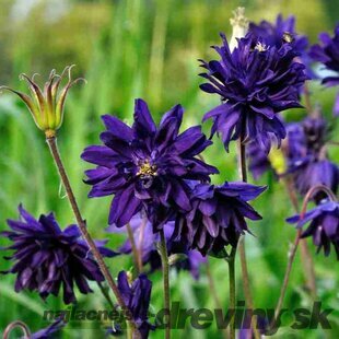 Orlíček Blue Barlow, v črepníku P9 Aquilegia