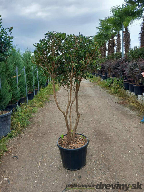 Osmanthus x Burkwoodii, výška 125/150 cm, multikmeň, v črepníku Osmanthus Burkwoodii