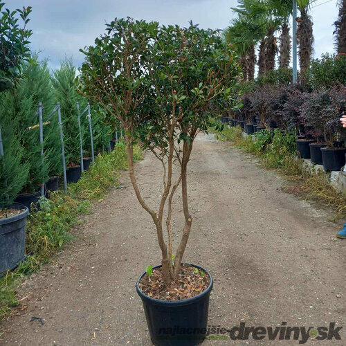 Osmanthus x Burkwoodii, výška 125/150 cm, multikmeň, v črepníku Osmanthus Burkwoodii