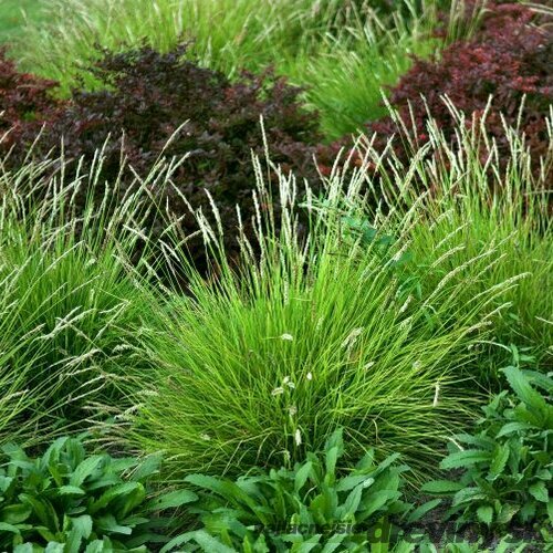 Ostrevka, výška 10/15 cm, v črepníku P9 Sesleria autumnalis