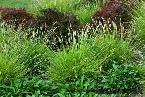 Ostrevka, výška 10/15 cm, v črepníku P9 Sesleria autumnalis