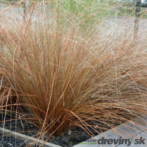 Ostrica Buchananova Red Rooster, 15/+cm, v črepníku Carex buchananii Red Rooster