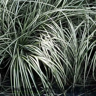 Ostrica ošimenská Variegata, výška 30/40 cm, v črepníku 2 l Carex oshimensis Variegata