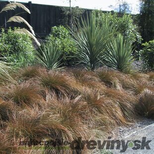 Ostrica Praire Fire, výška 10/15 cm, v črepníku P9 Carex testacea Praire Fire