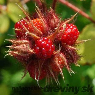 Ostružina japonská 40/60 cm v črepníku 3l Rubus phoenicolasius