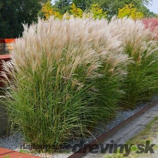 Ozdobnica čínska Adaigo 30/50 cm v črepníku 3l Miscanthus sinensis ‘Adagio‘