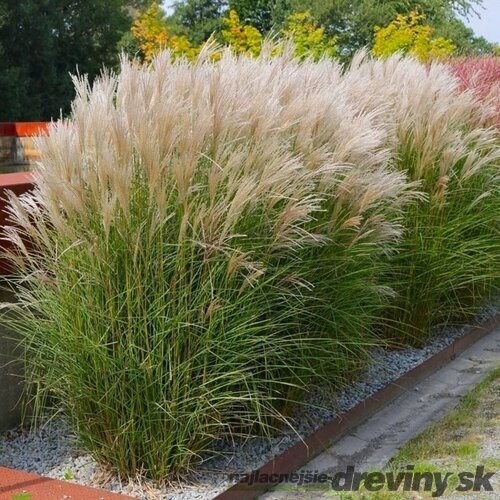 Ozdobnica čínska Adaigo 30/50 cm v črepníku 3l Miscanthus sinensis ‘Adagio‘