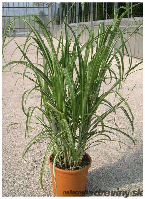 Ozdobnica čínska Cabaret 30/50 cm v črepníku 3l Miscanthus sinensis ‘Cabaret‘