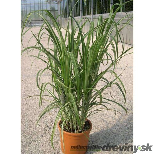 Ozdobnica čínska Cabaret 30/50 cm v črepníku 3l Miscanthus sinensis ‘Cabaret‘