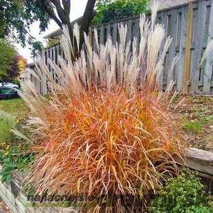 Ozdobnica čínska ‘Pink Cloud‘ 100/140 cm, v črepníku 6,5l Miscanthus ‘Purpurascens‘