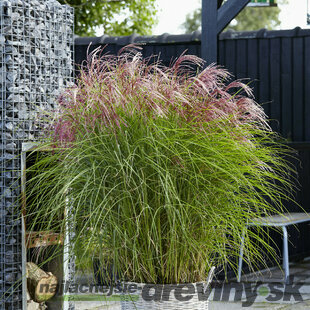 Ozdobnica čínska ‘Pink Cloud‘ 100/140 cm, v črepníku 6.5l Miscanthus sinensis ‘Red Chief‘