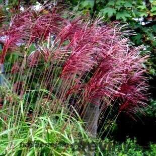 Ozdobnica čínska ‘Rotfeder‘,30/50 cm v črepníku 3l, Miscanthus sinensis ‘Rotfeder‘